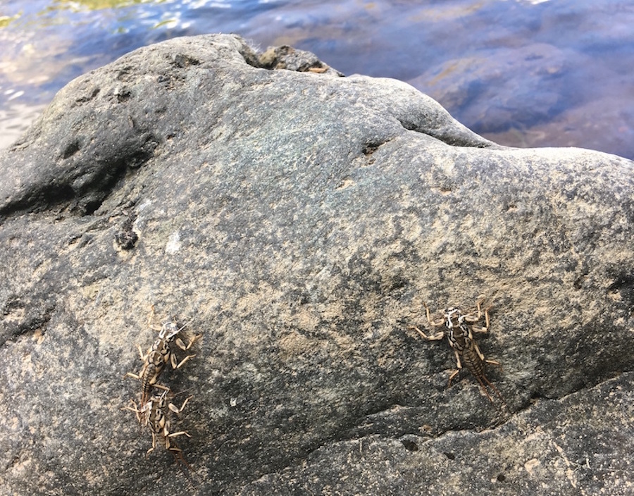 aventapus2018_46