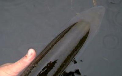 catch_and_release_salmon