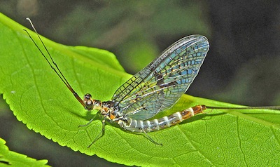 ephemeridae_-_ephemera_danica